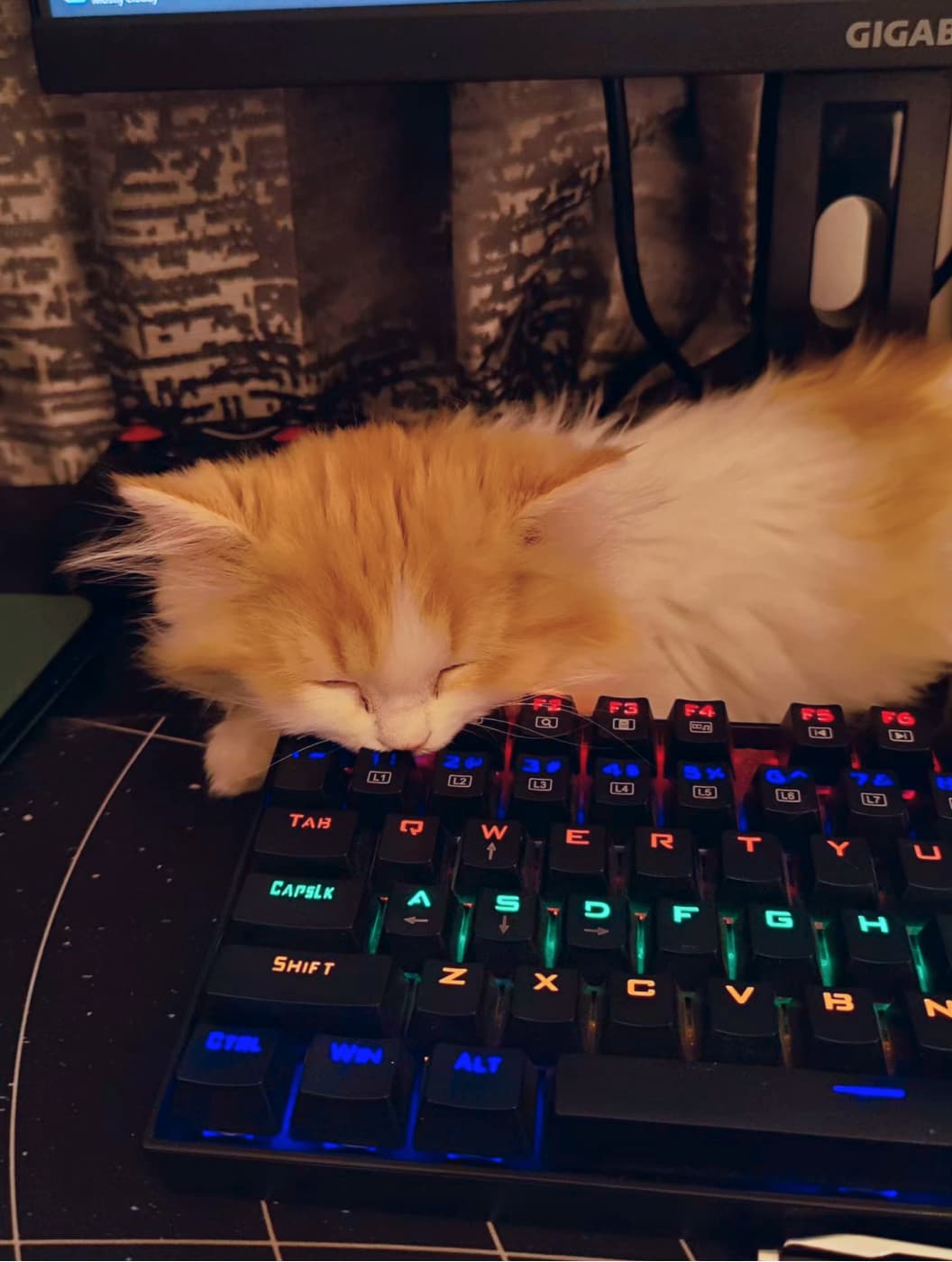 Harsh's kitten Mylo sleeping on a mechanical keyboard