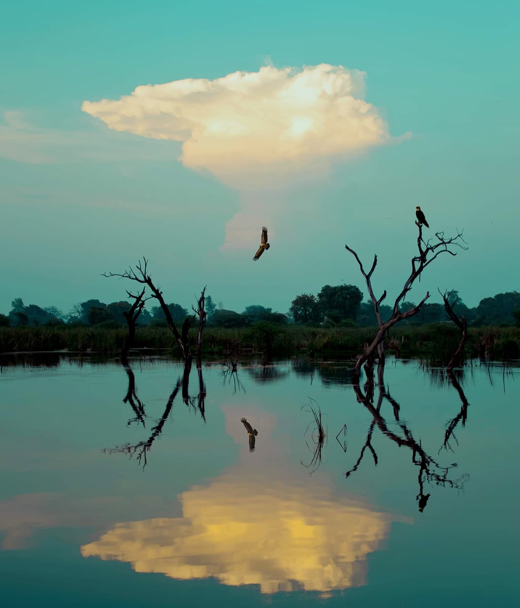 Two birds over a wetland at dusk, reflected in still water